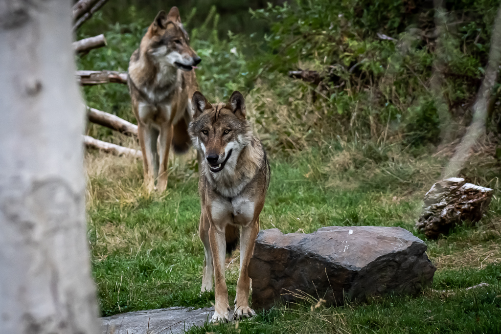euopäische Wölfe Wildpark Edersee
