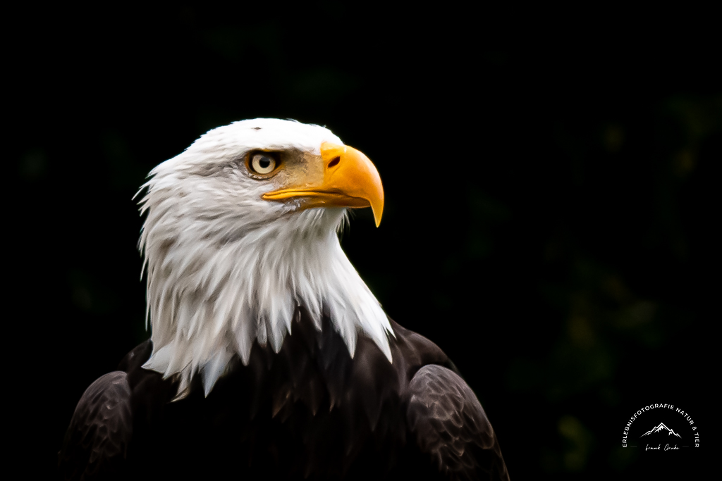 Weißkopf Seeadler im Wisentgehege Springe